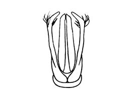   Osmia fedschenkoi  male, diagram showing dorsal view of genitalia, diagram modified from Tkalcu 1969 
